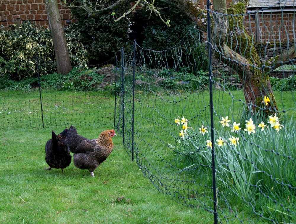Electrifiable Chicken Netting 25 Metres With Extra Poles Eglu