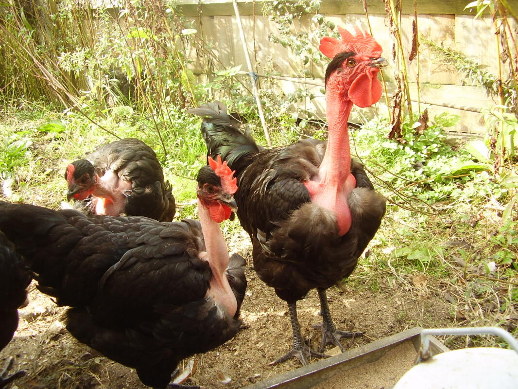 Naked Neck For Sale Chickens Breed Information Omlet