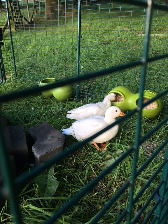 Eglu Duck House with 2m Run Green Ducks Chicken Coops, Walk in