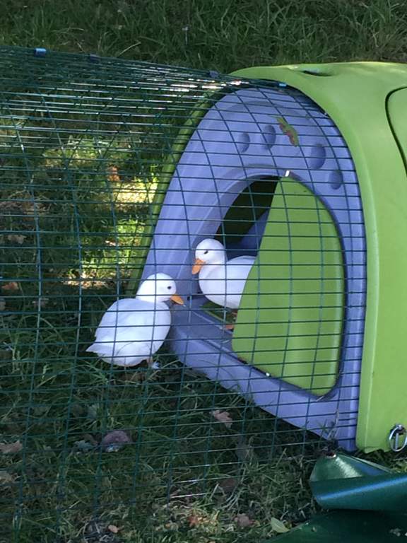 Eglu Duck House with 2m Run Green Ducks Chicken Coops, Walk in