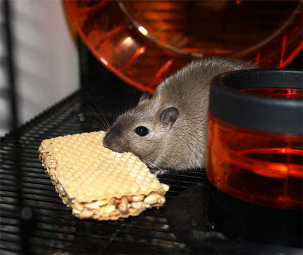 Seed and Honey Sandwich for Hamsters & Gerbils Treats & Nibblers