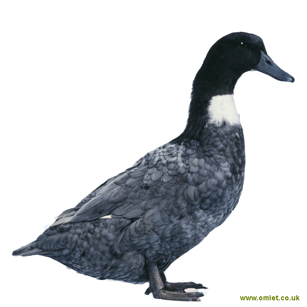 black swedish duck