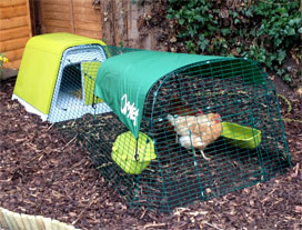 Happy chickens underfoot