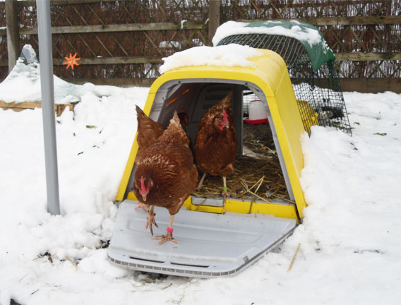 The skirt keeps your chickens safe inside
