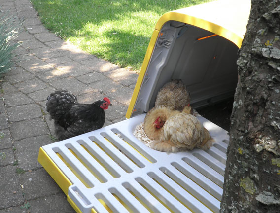 Everything you will need to start keeping chickens