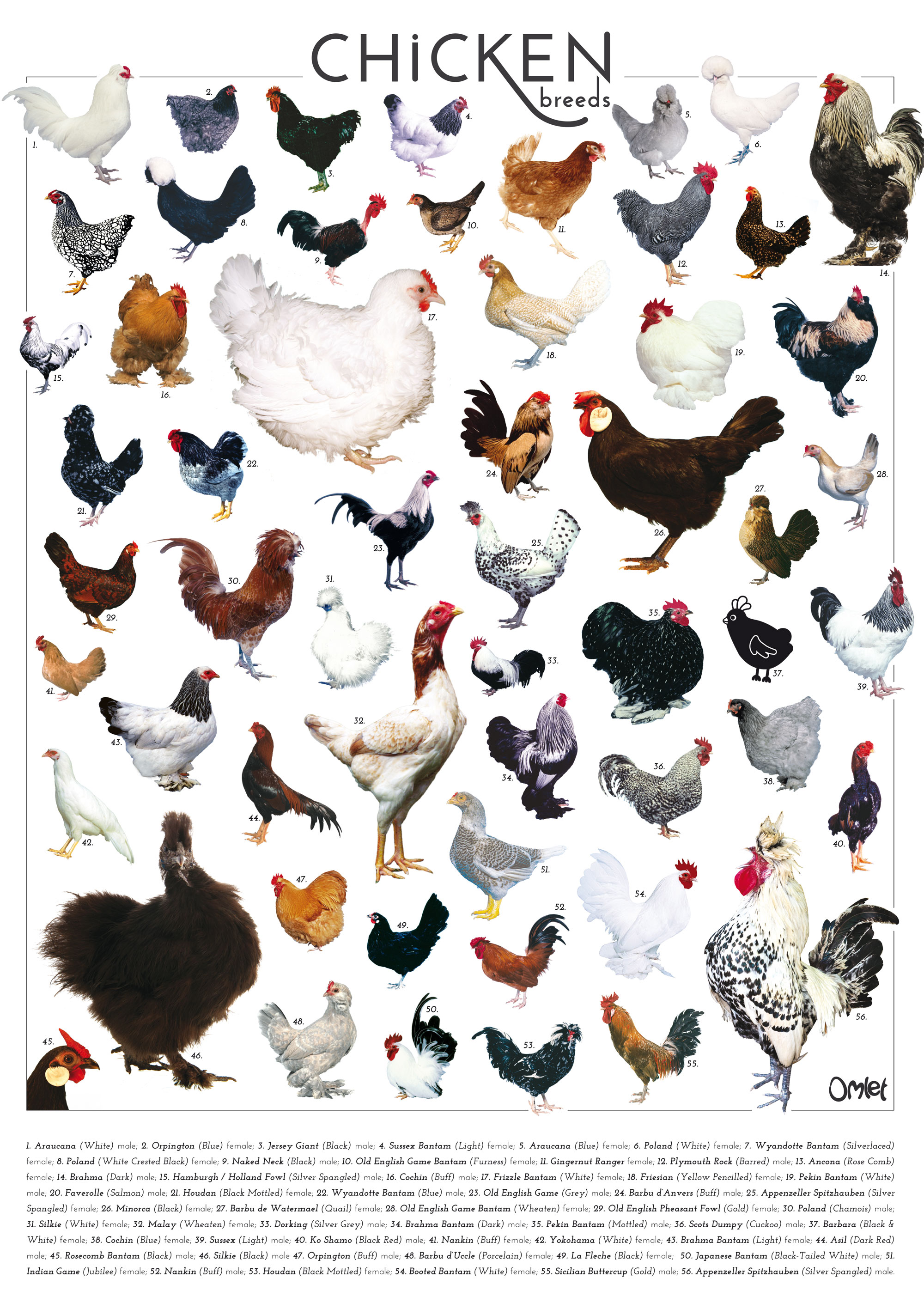 Chicken Breed Chart Photos