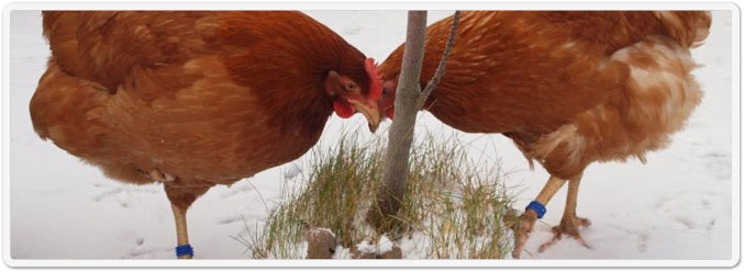 Chickens