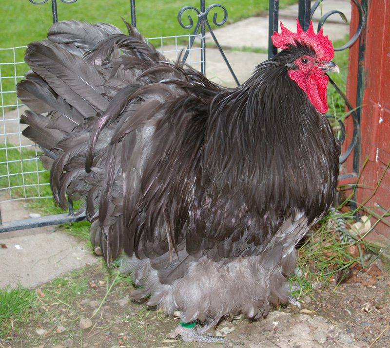 Orpington For Sale | Chickens | Breed Information | Omlet
