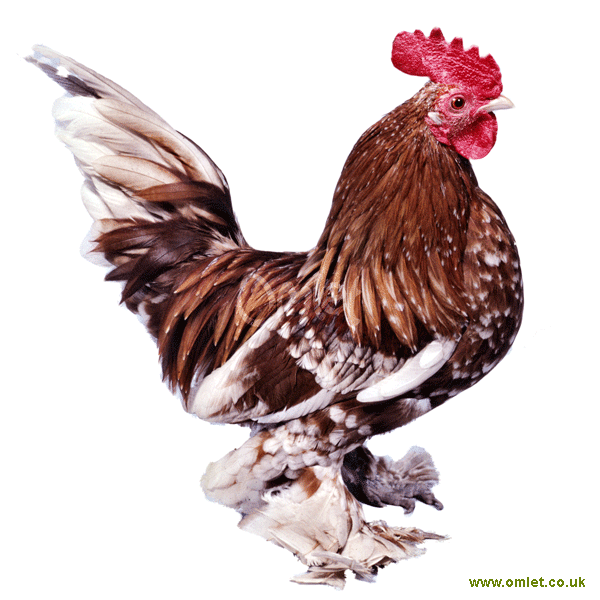 dutch booted bantam