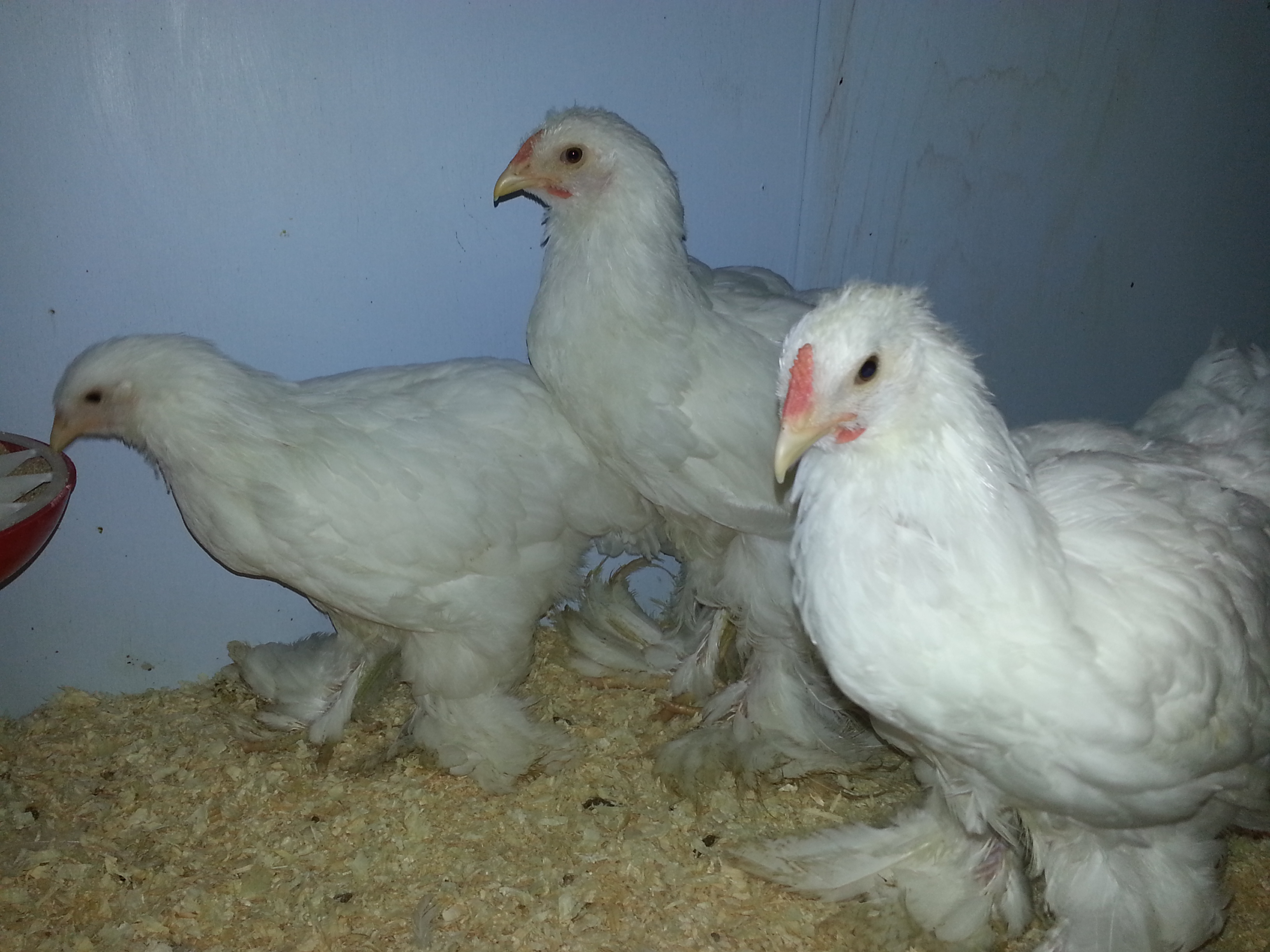 Brahma For Sale Chickens Breed Information Omlet