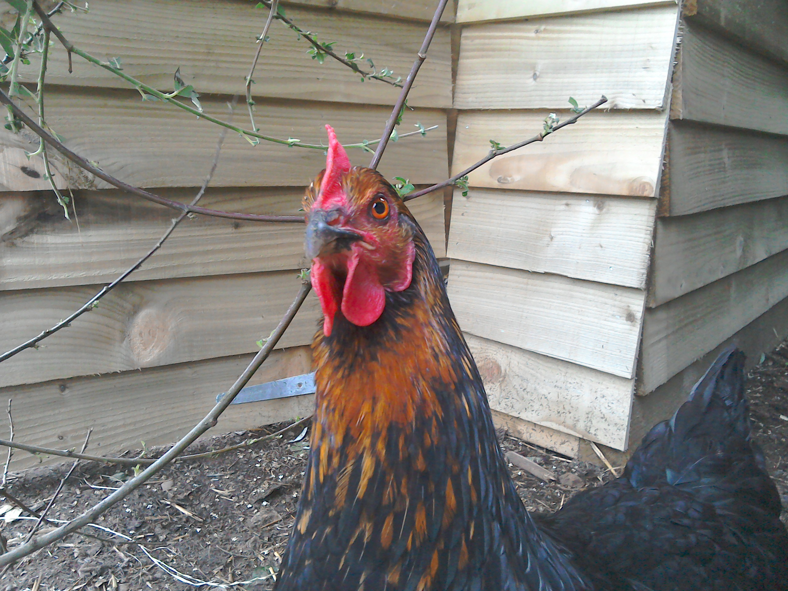 Eglu Classic Chicken Coop looks great in the garden and your chickens