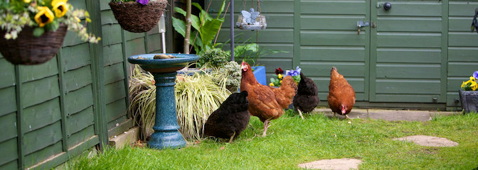 http://www.omlet.co.uk/images/originals/chickens_in_your_garden.jpg