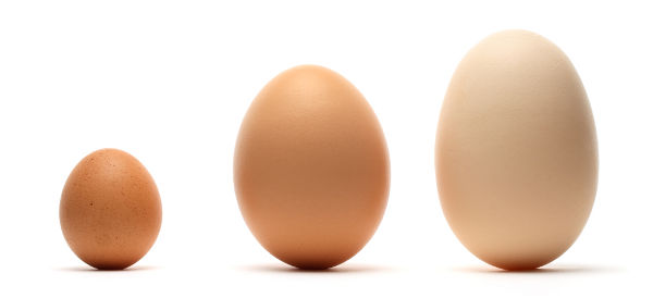 Choosing the best eggs for incubation