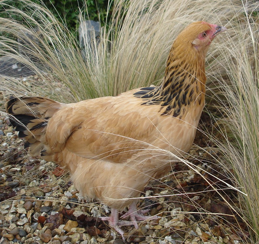 Sussex For Sale Chickens Breed Information Omlet