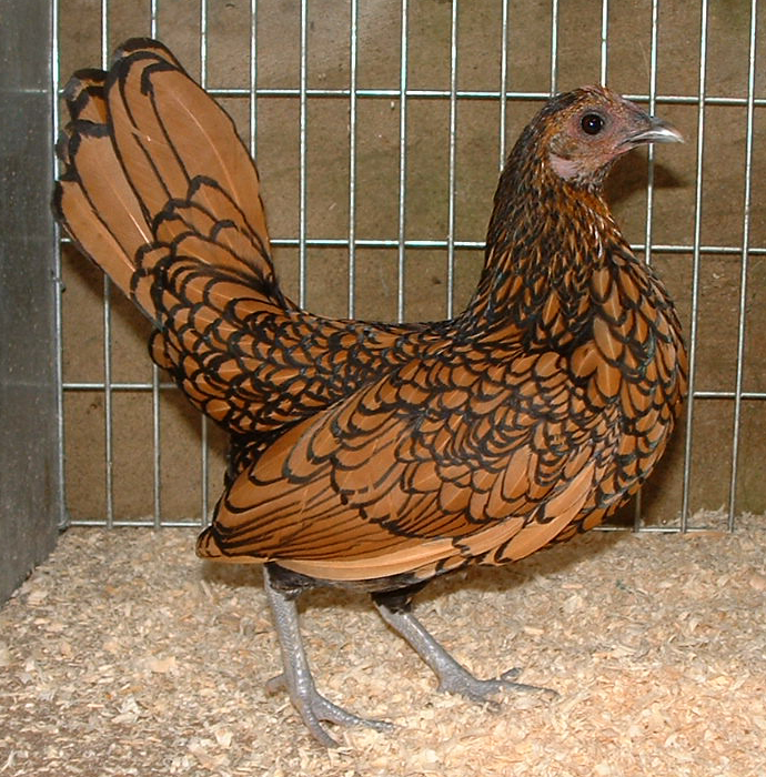 Sebright For Sale Chickens Breed Information Omlet