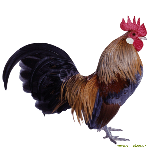 2011 dog reeds chart. chicken dog breeds chart. 2011 dog reeds chart. chicken