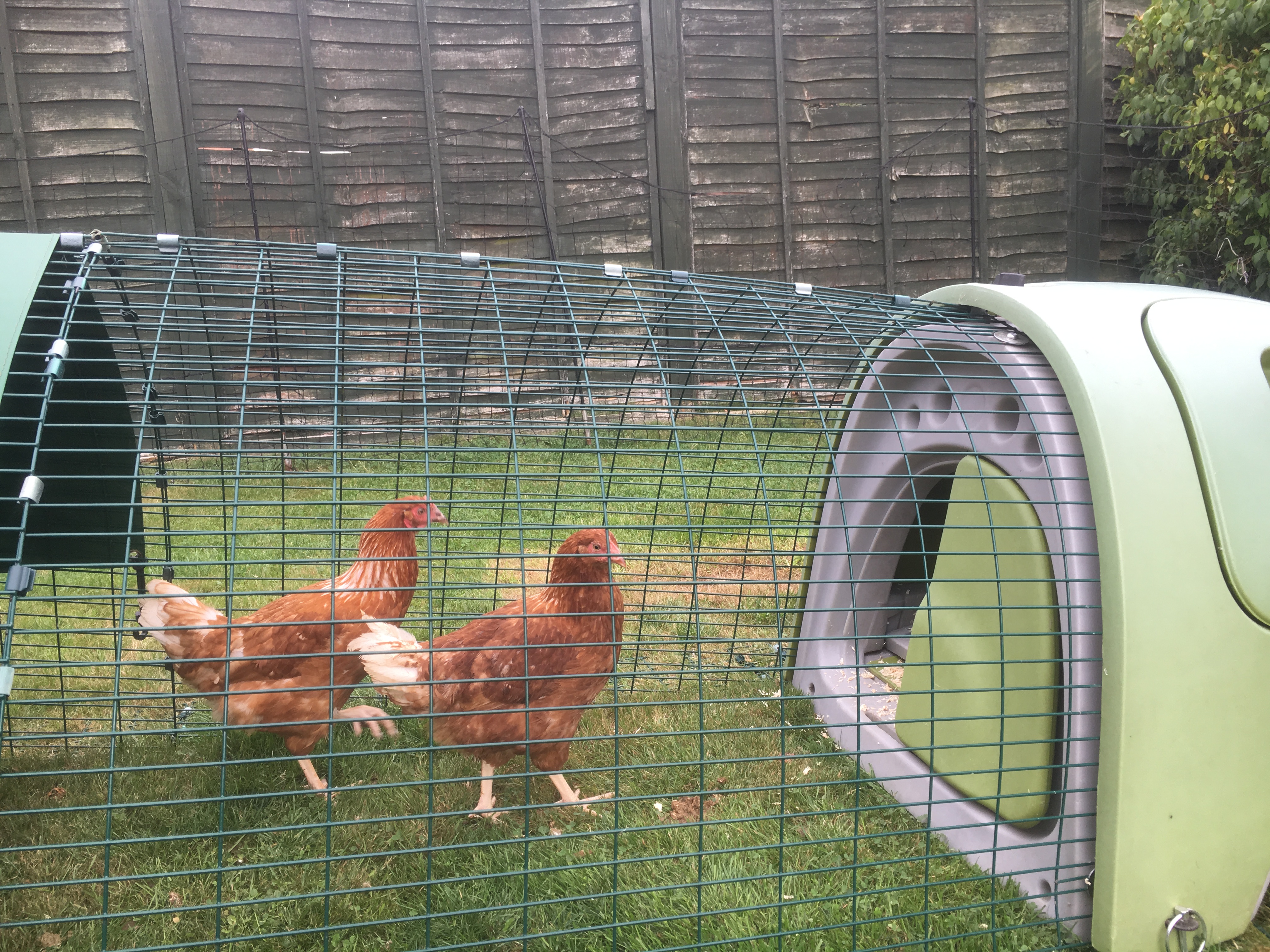 Eglu Classic Chicken Coop Chicken House for 24 Birds