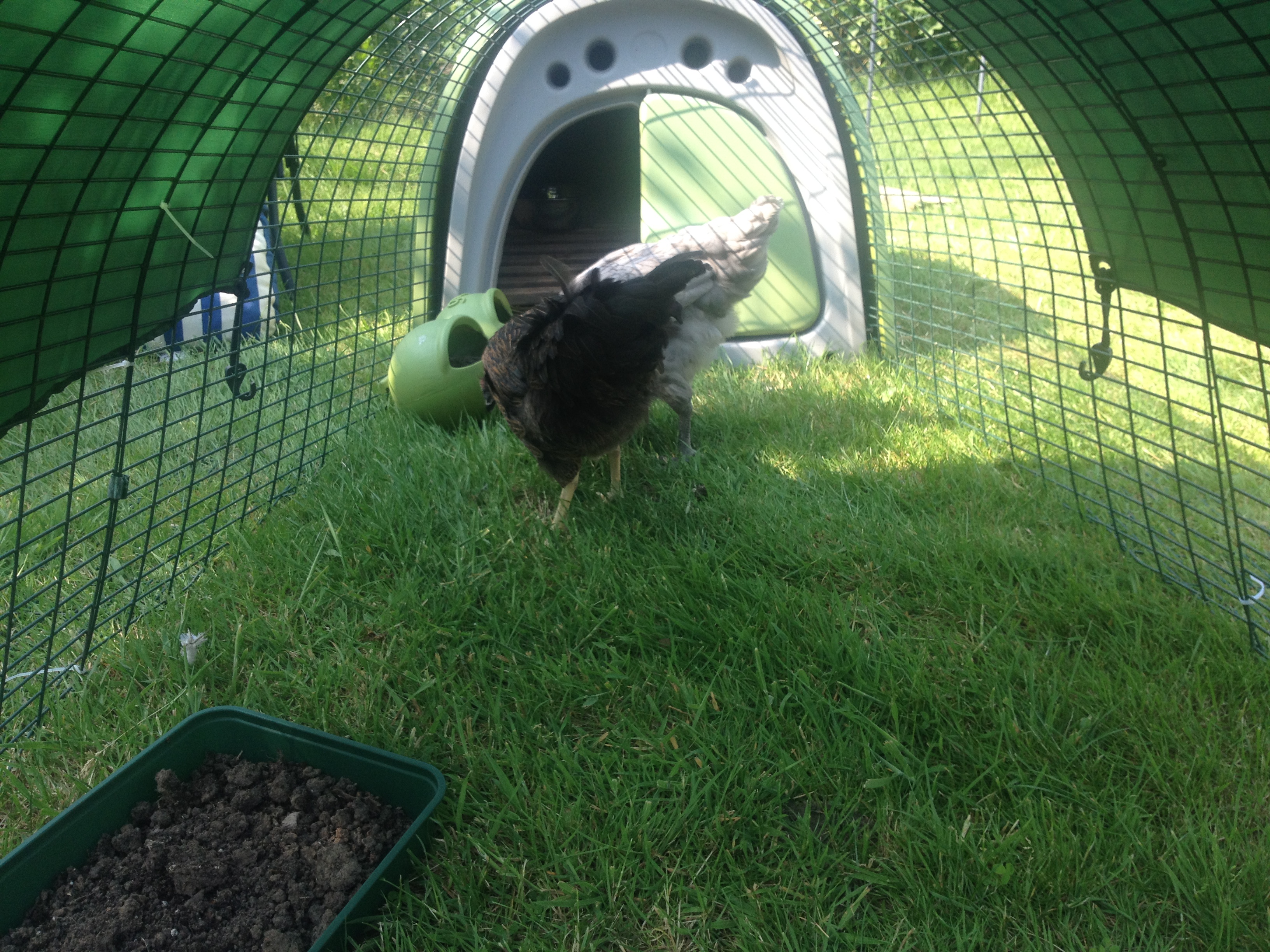 Eglu Classic Chicken Coop Chicken House for 24 Birds