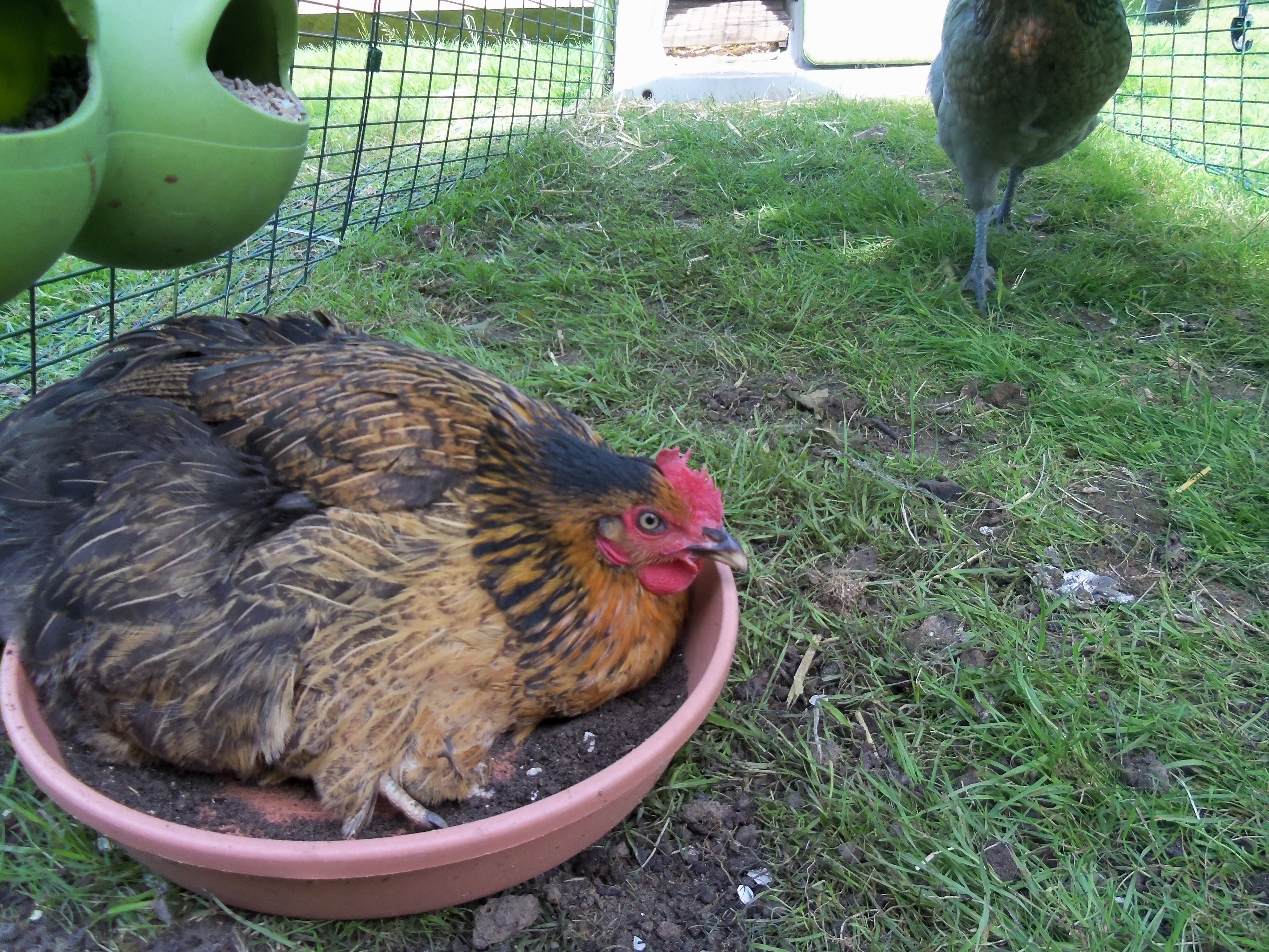 Eglu Classic Chicken Coop Chicken House for 24 Birds