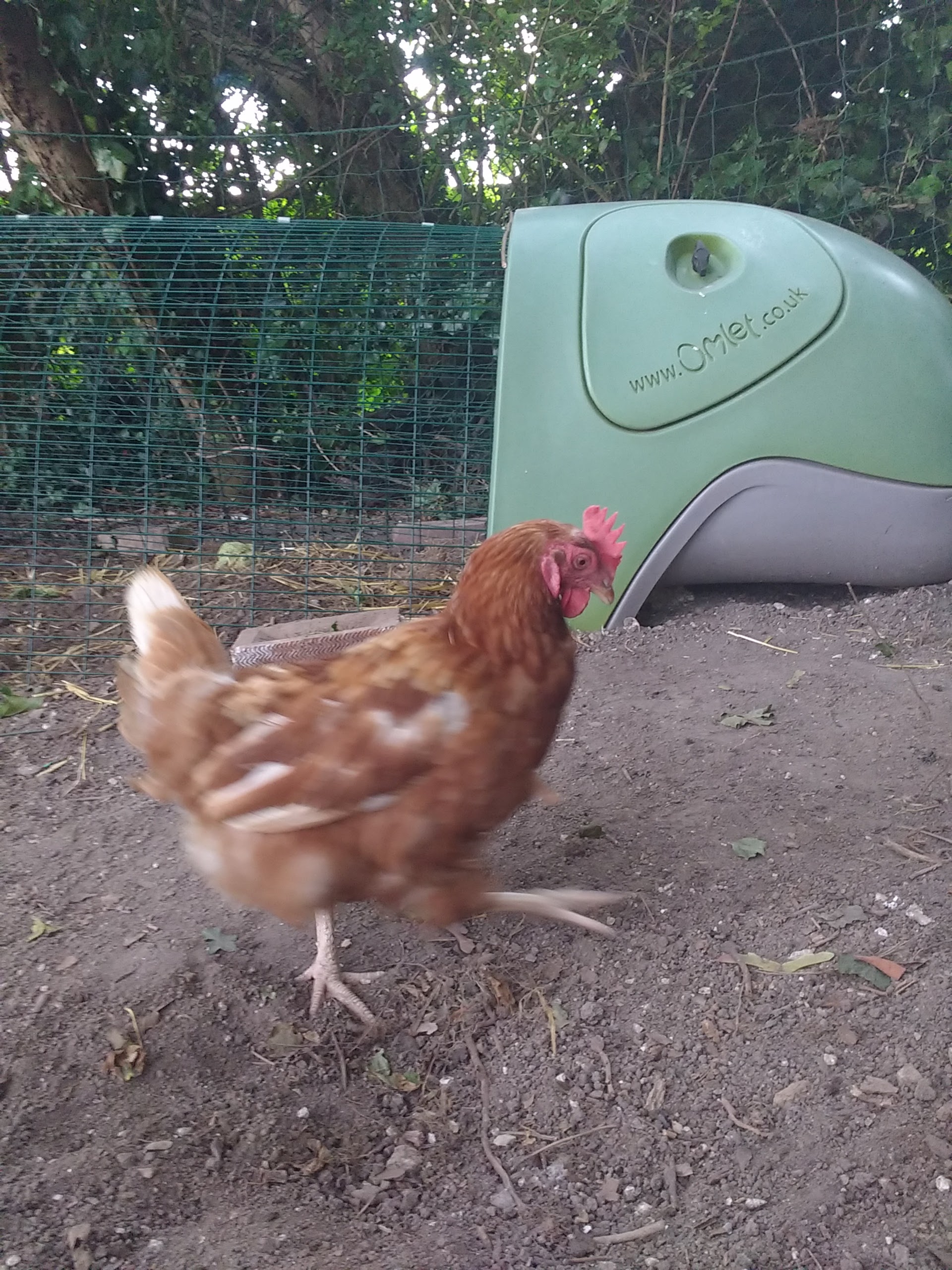Eglu Classic Chicken Coop Chicken House for 24 Birds