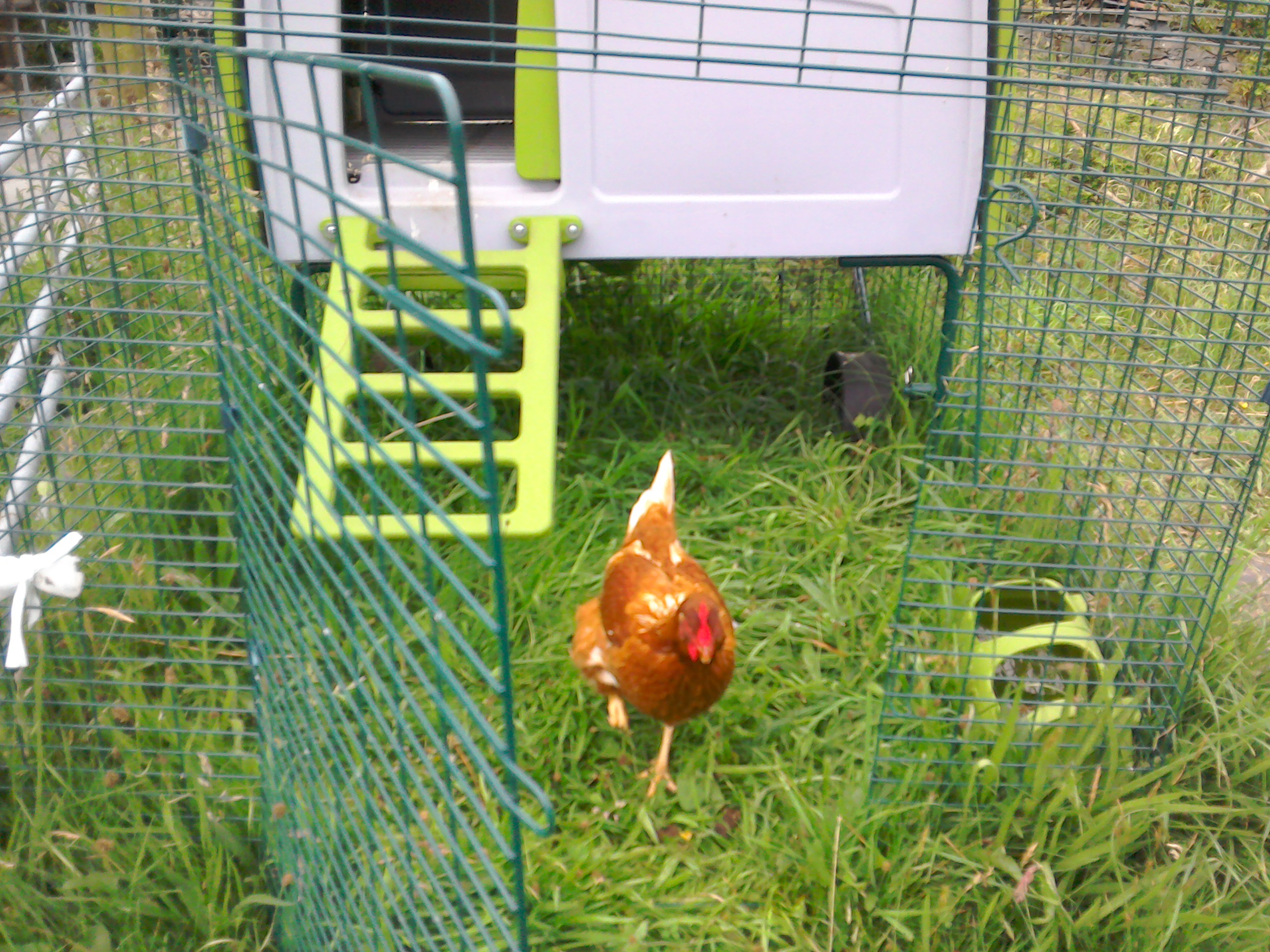 Eglu Cube Chicken Coop Chicken House for 610 Birds