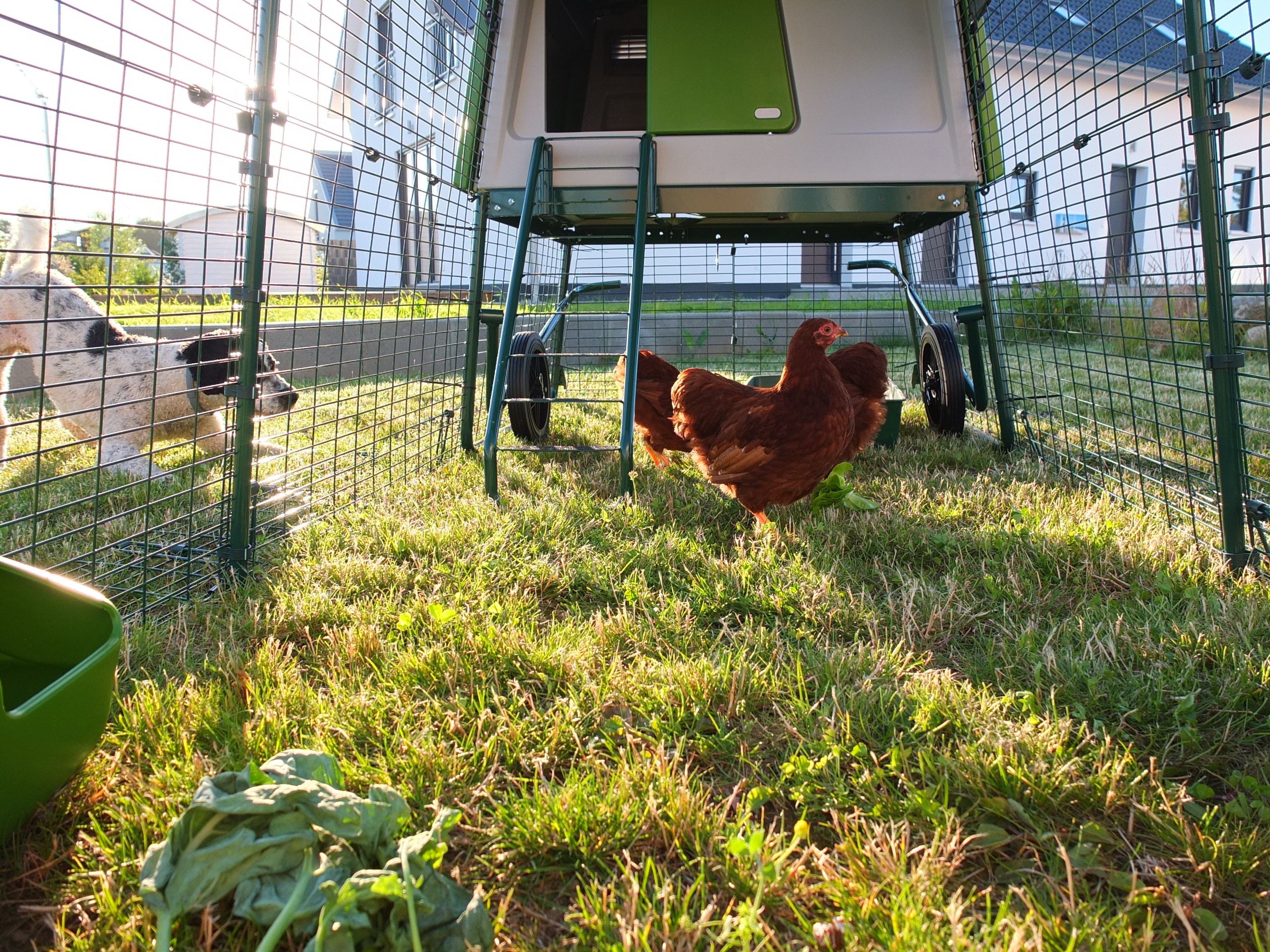 New Eglu Cube Chicken Coop Chicken Keeping Equipment Omlet