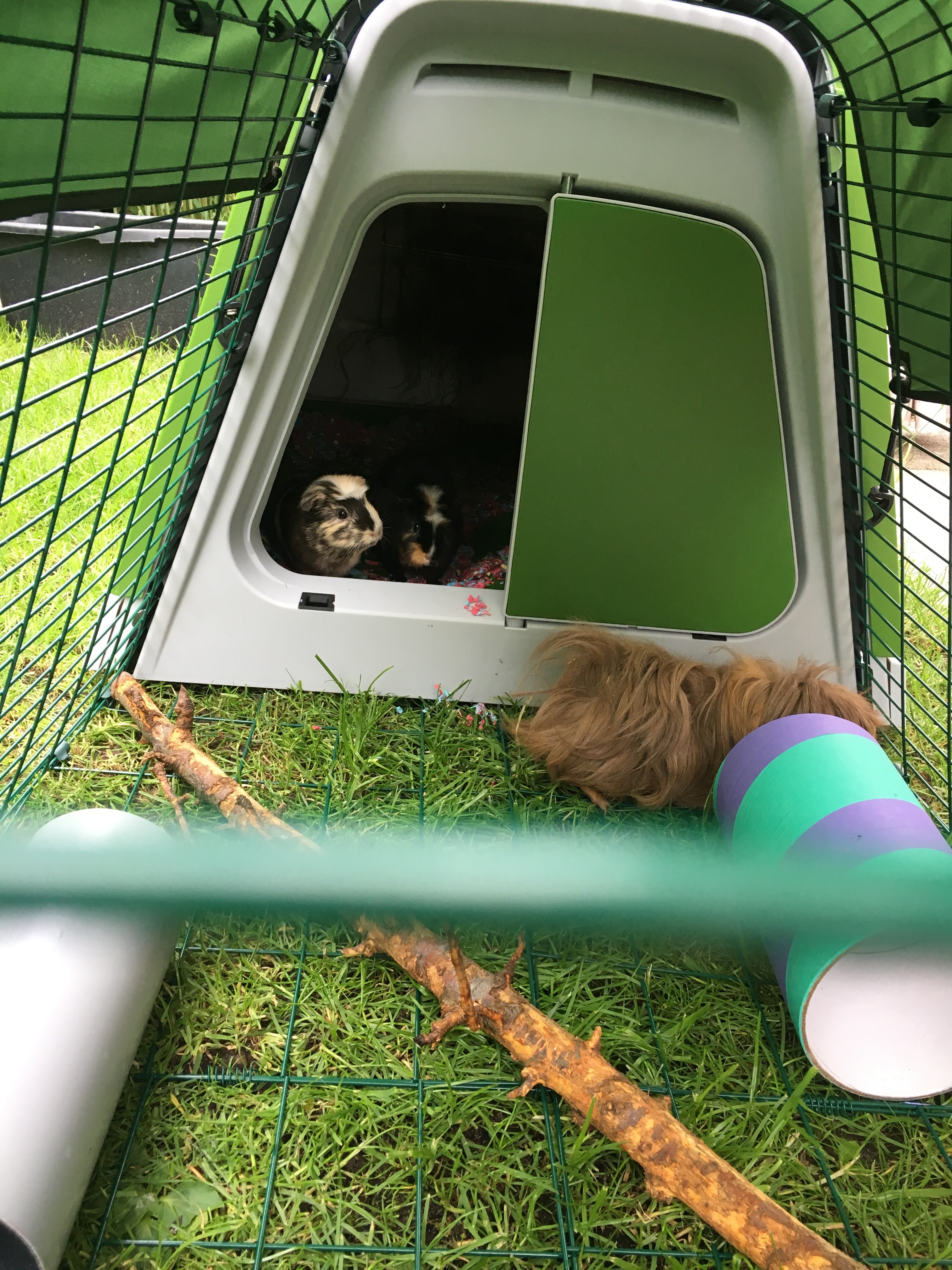 Eglu Go Guinea Pig Hutch Plastic House for Guinea Pigs