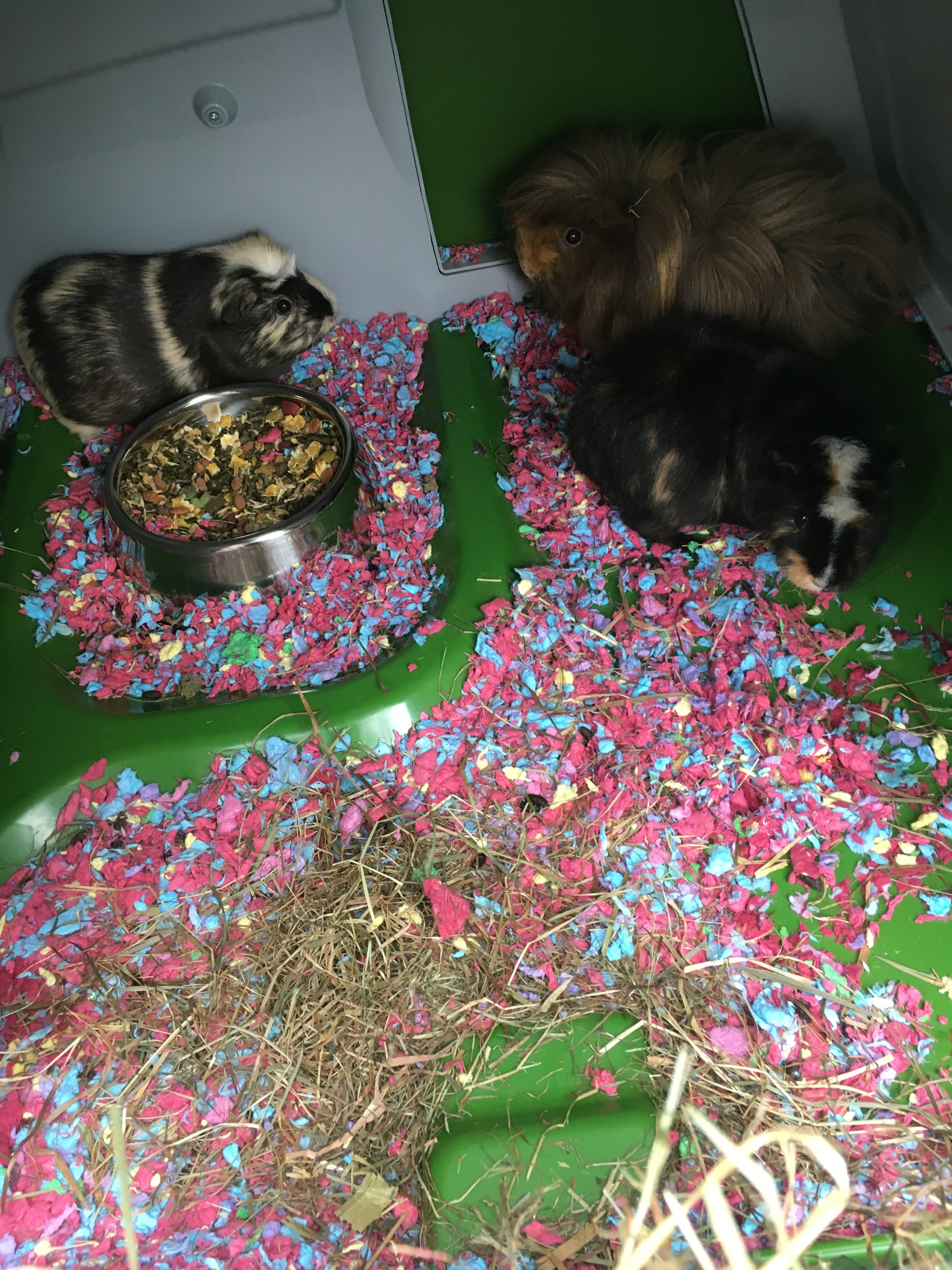 Eglu Go Guinea Pig Hutch Plastic House for Guinea Pigs