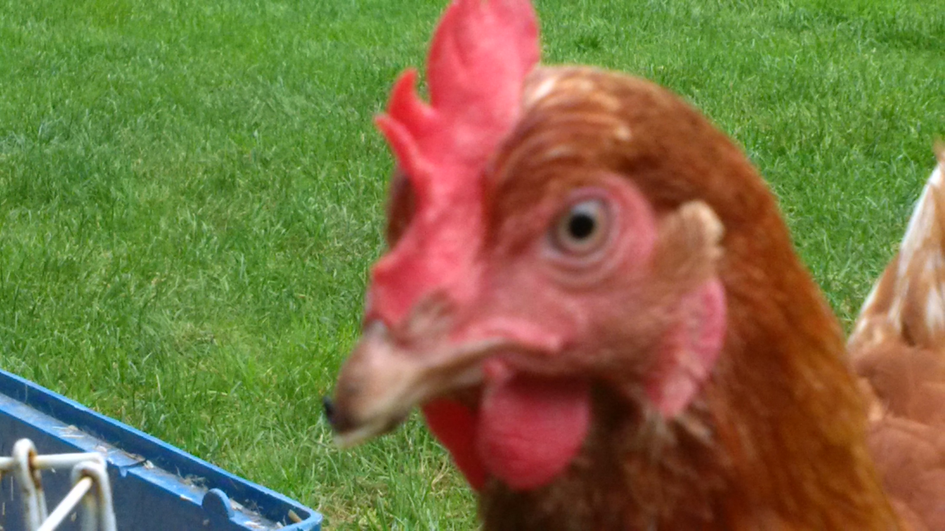 Hybrid For Sale Chickens Breed Information Omlet