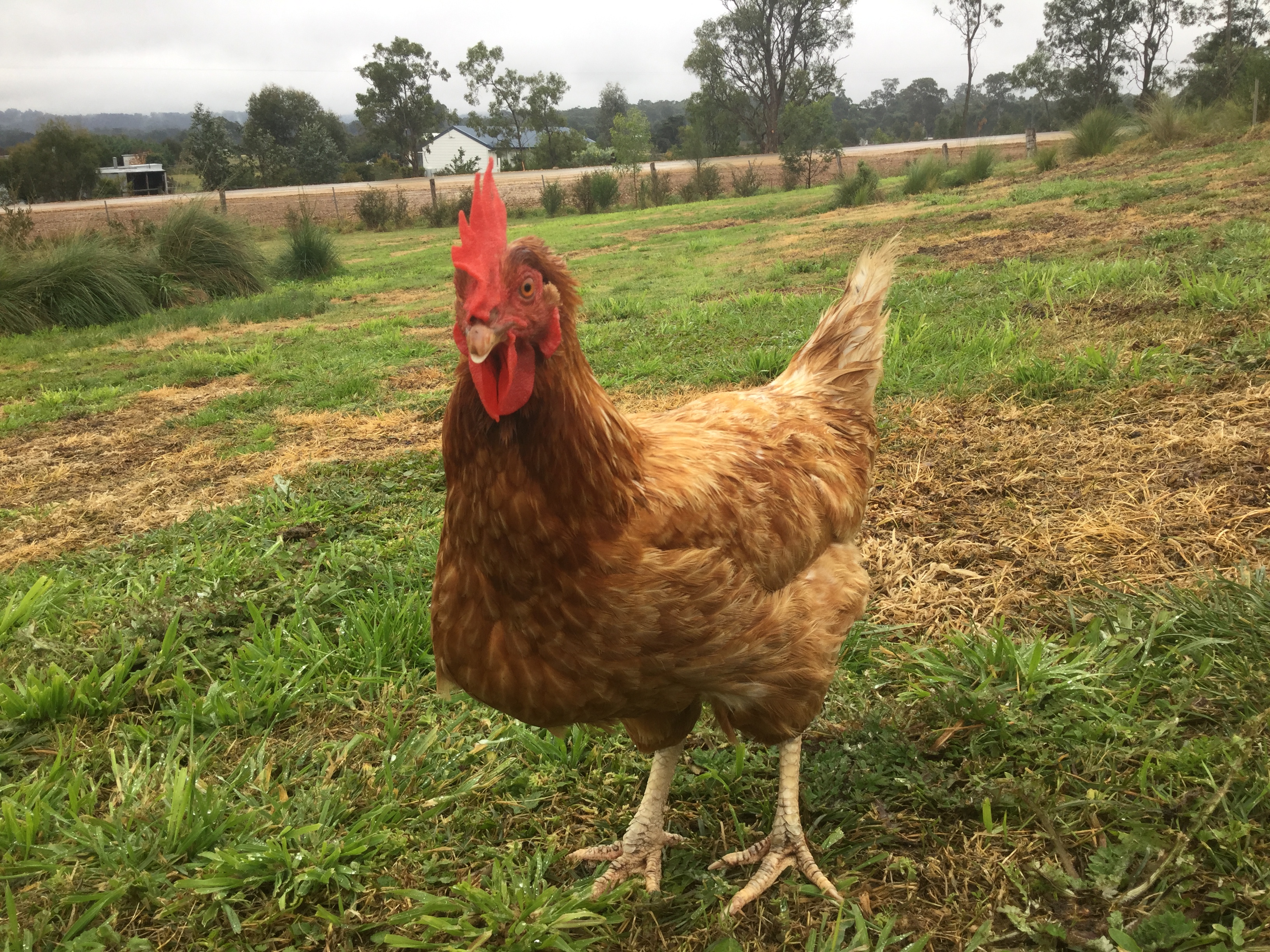 Hybrid For Sale Chickens Breed Information Omlet