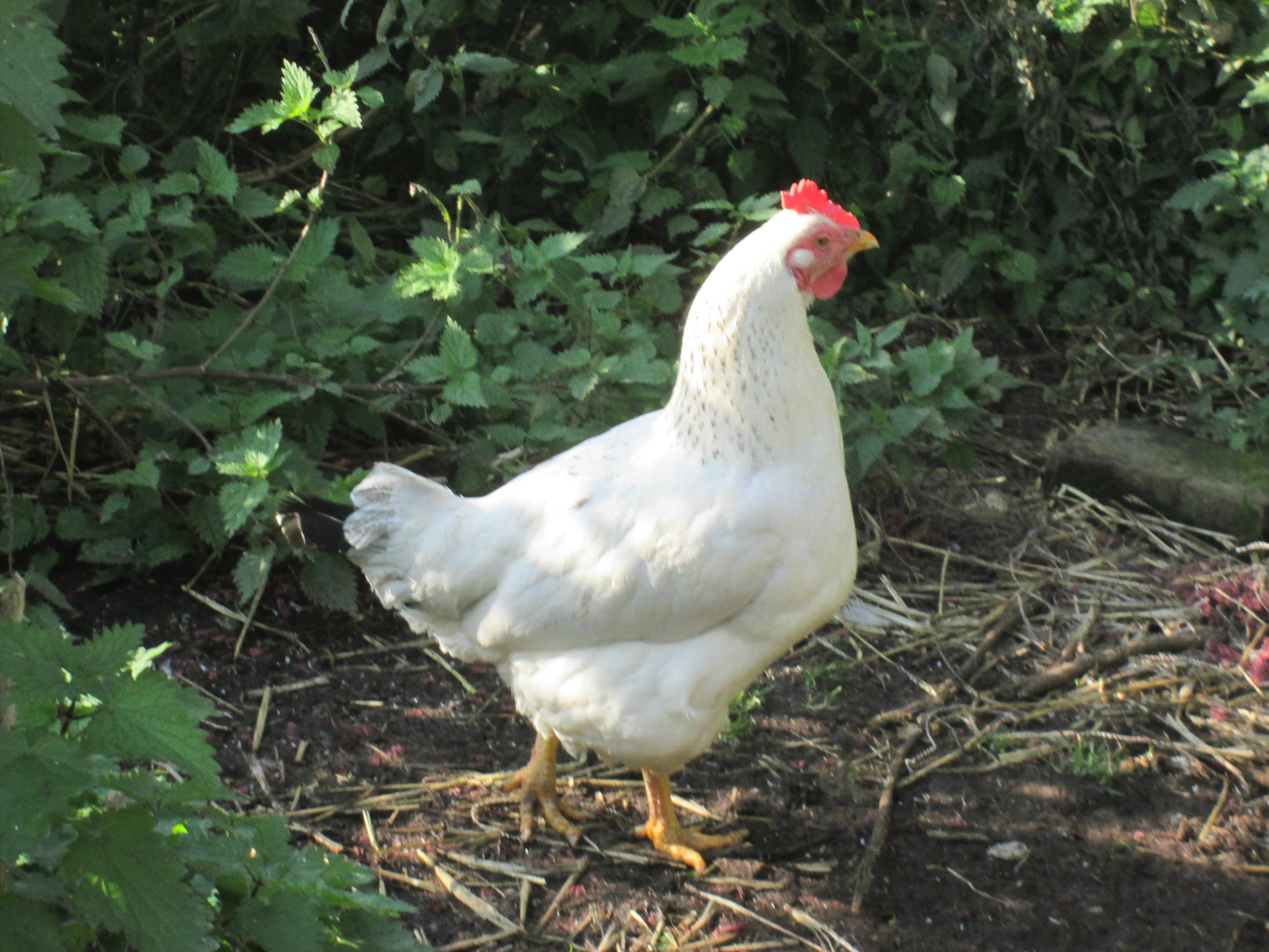 Hybrid For Sale Chickens Breed Information Omlet