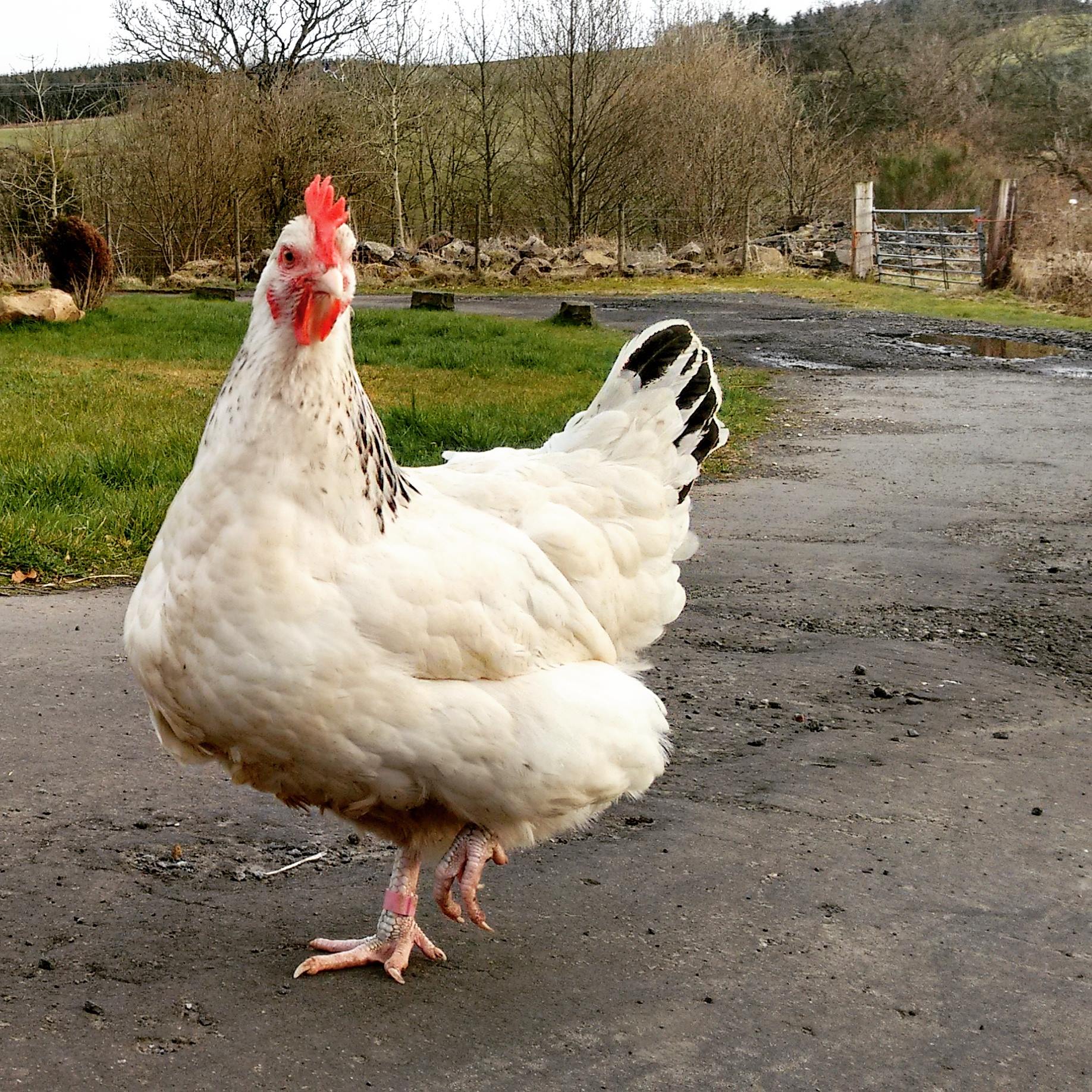 Hybrid For Sale Chickens Breed Information Omlet