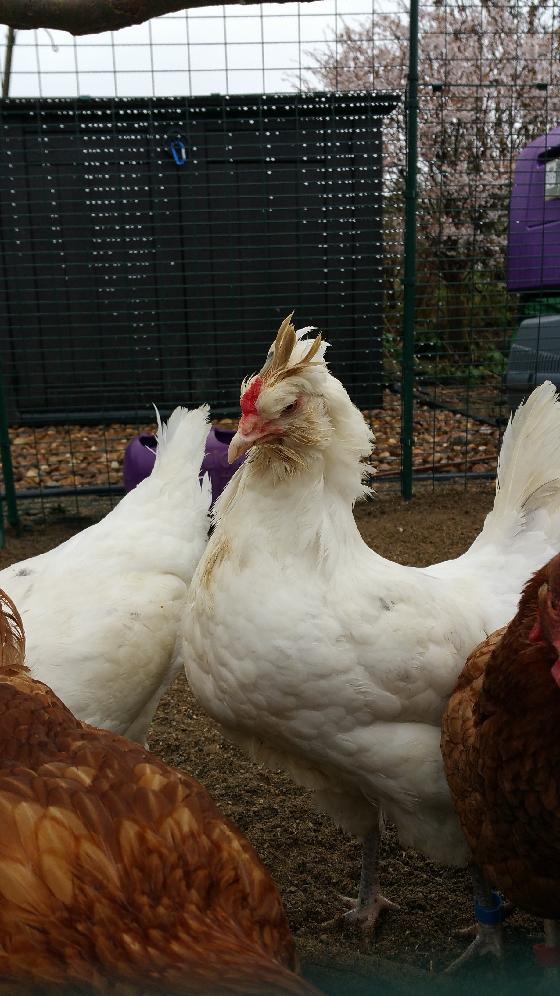 Hybrid For Sale Chickens Breed Information Omlet