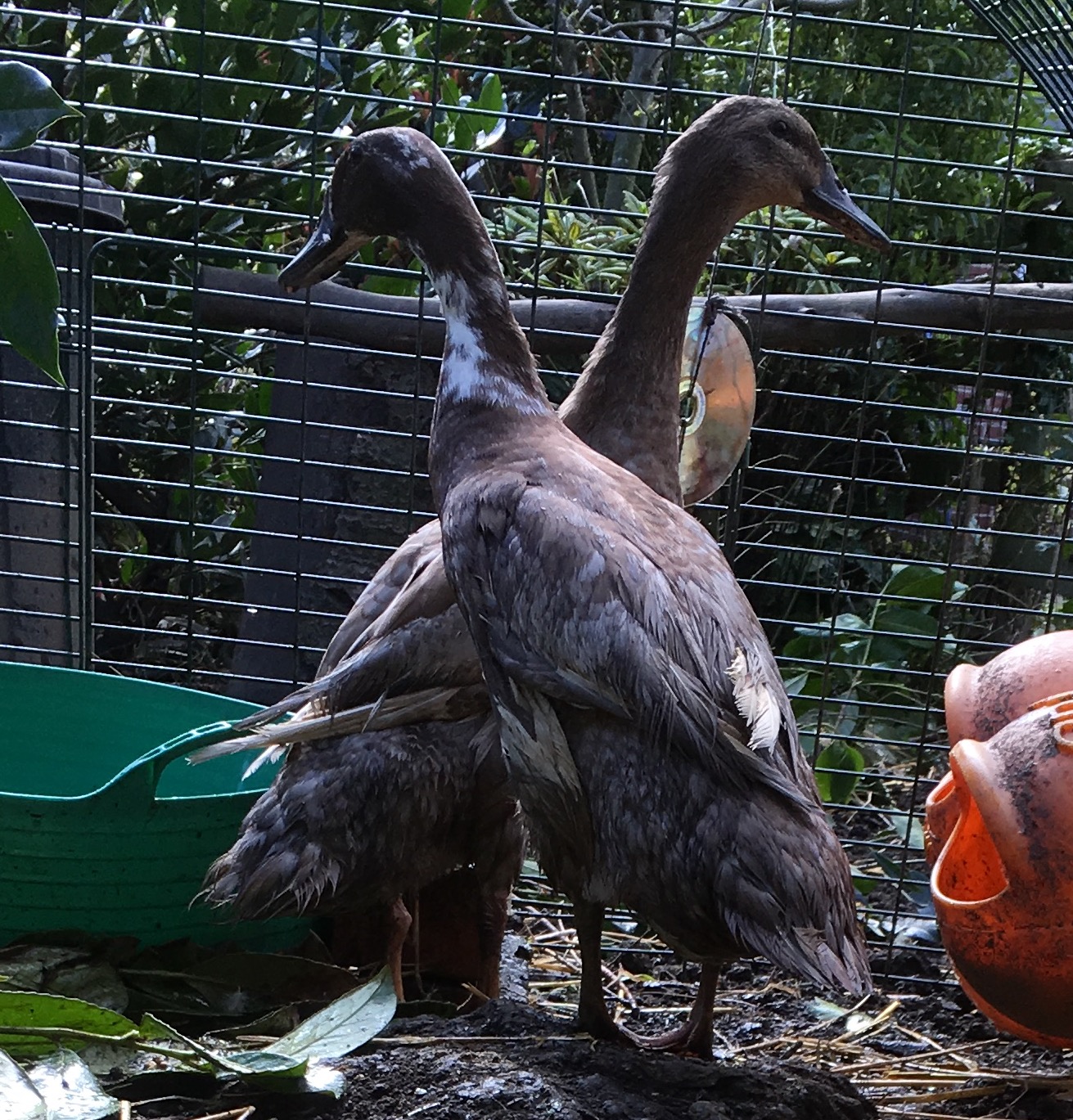 Indian Runners For Sale Ducks Breed Information Omlet