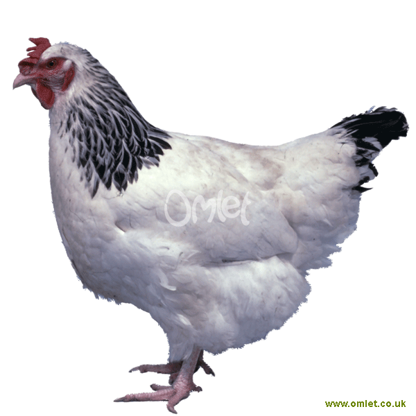 chicken breeds with pictures. Sussex Chickens for sale