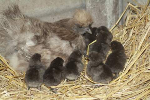 Silkie chicken with her newly hatched chicks.