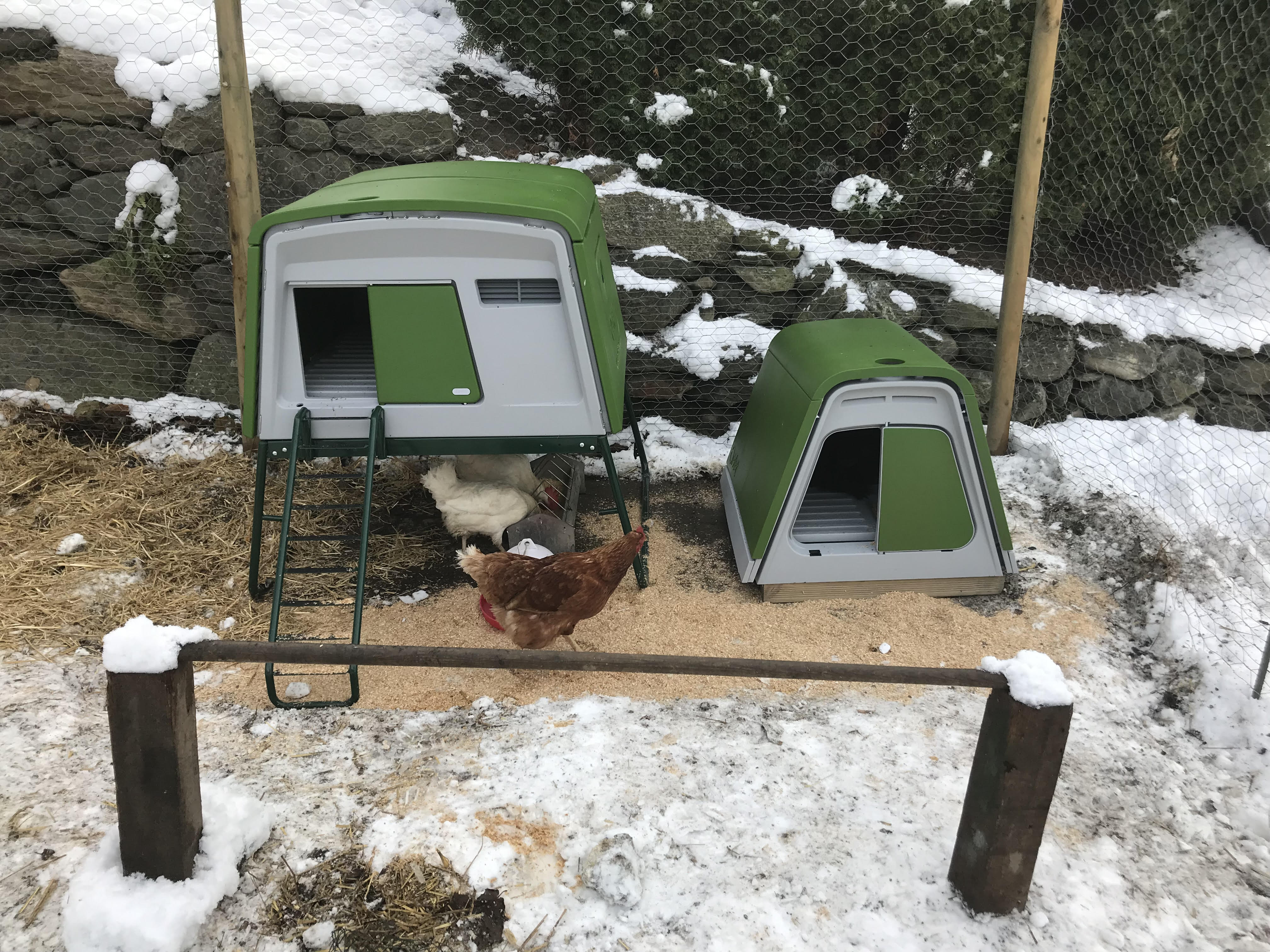 New Eglu Cube Chicken Coop Chicken Keeping Equipment Omlet