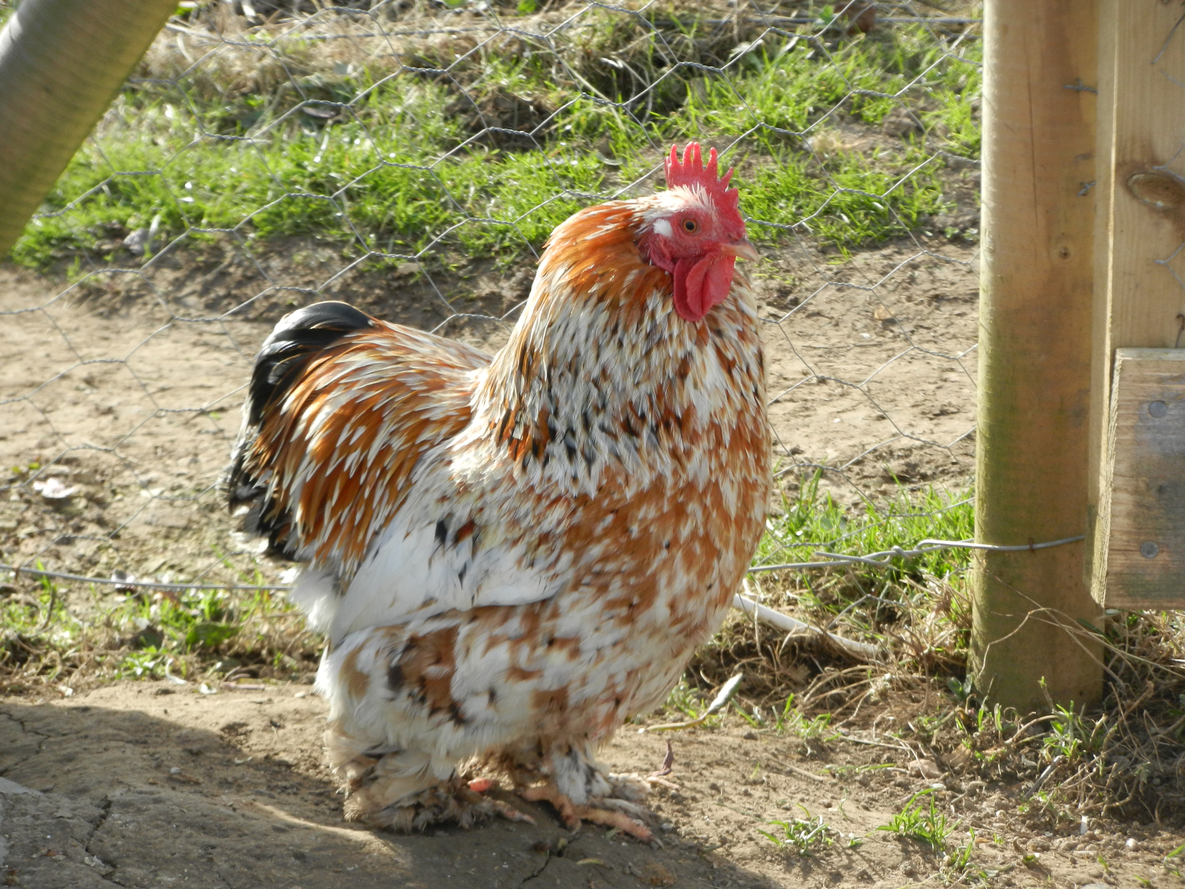 Pekin Bantam For Sale Chickens Breed Information Omlet