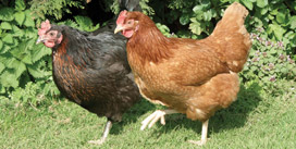 Miss Pepperpot and Gingernut Ranger