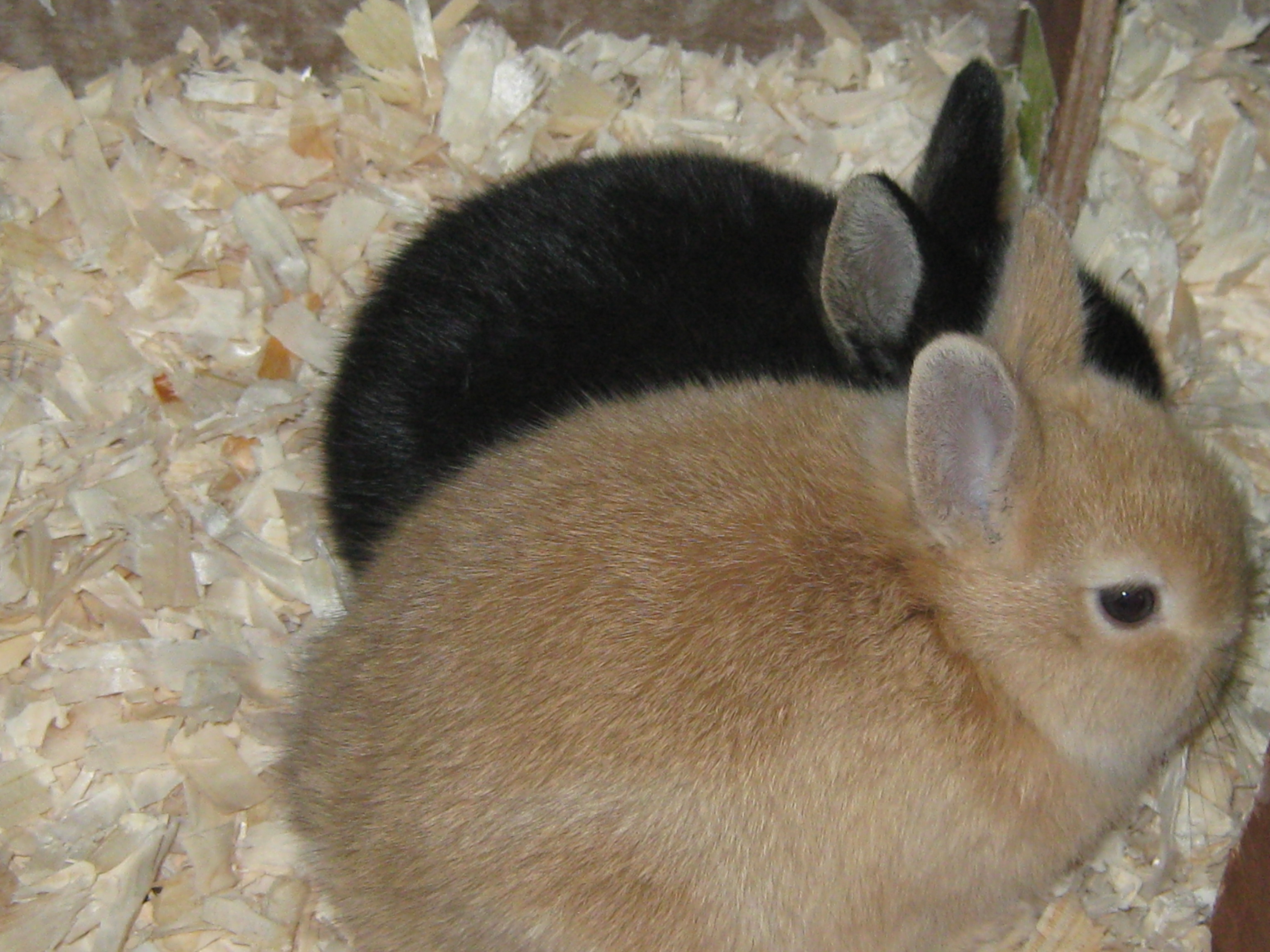 Rabbits Guide Omlet UK