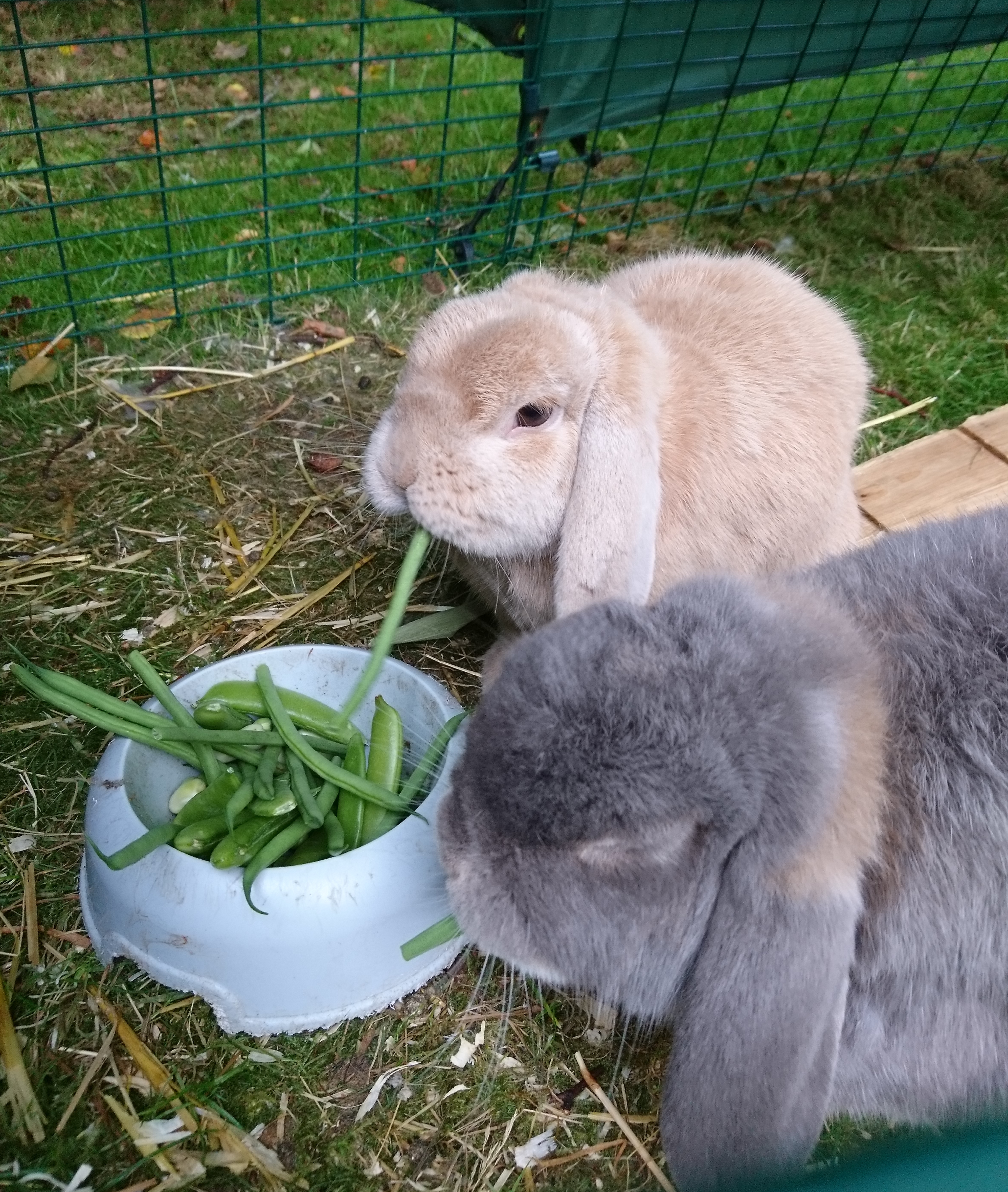 Rabbits Guide Omlet UK