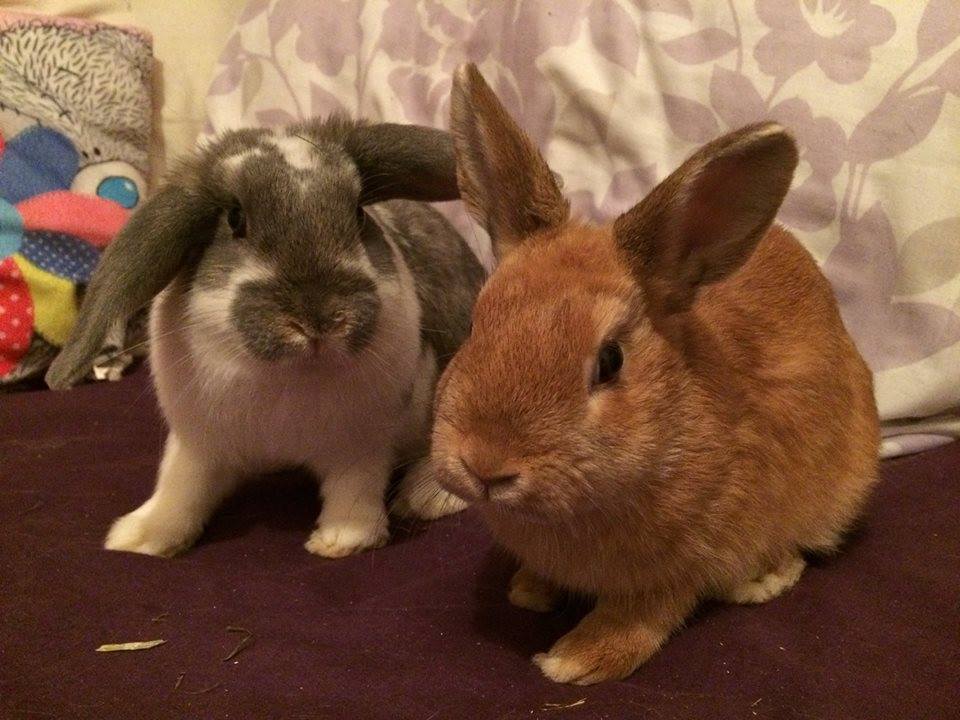 Rabbits Guide Omlet UK