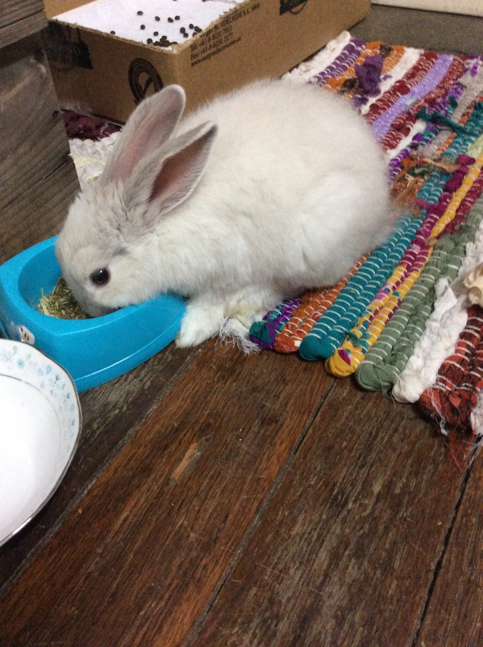 Rabbits Guide Omlet UK