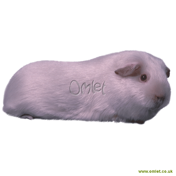 Guinea Pig Breeds