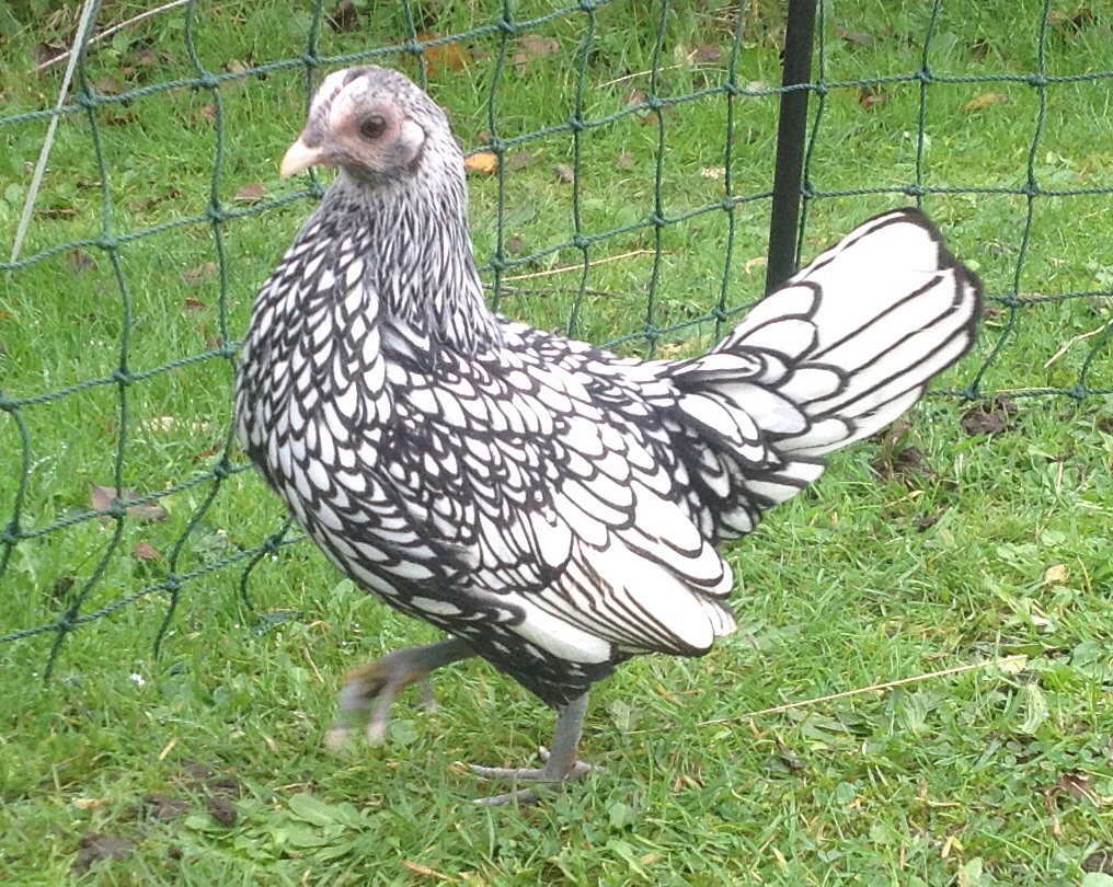 Sebright For Sale | Chickens | Breed Information | Omlet