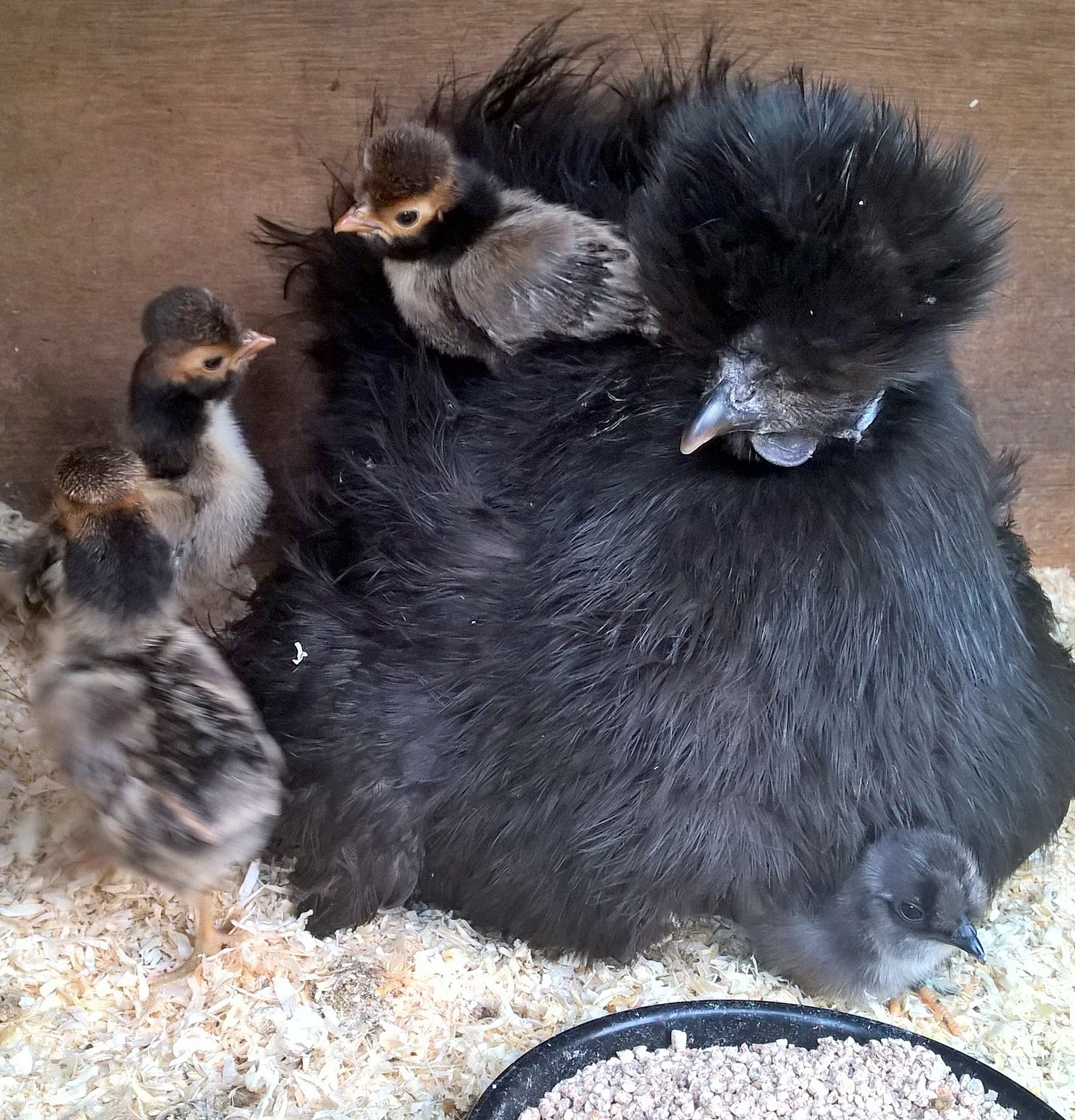 Silkie Chicken Chicks For Sale 64 - lt2q3gr