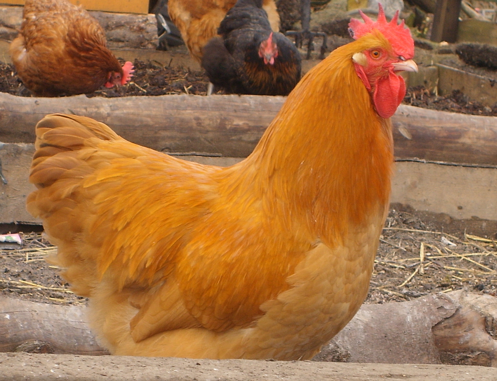 Sussex For Sale Chickens Breed Information Omlet