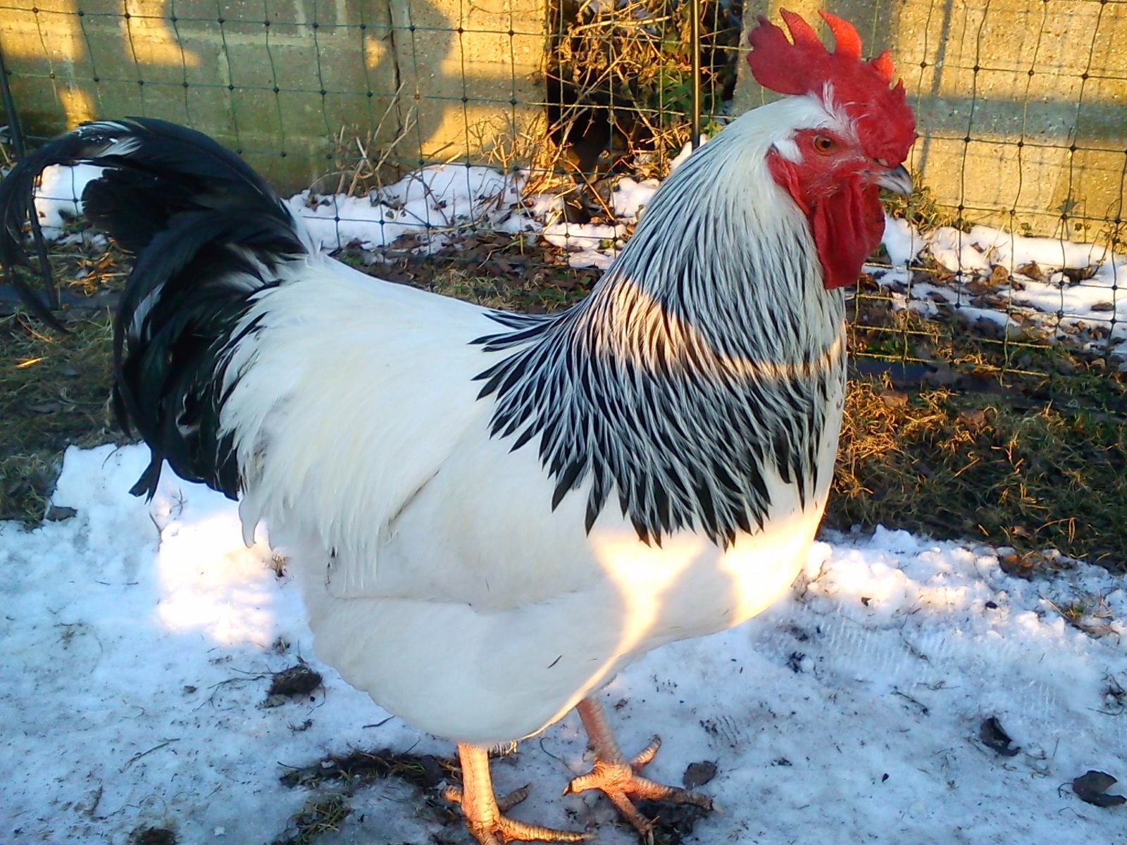 Sussex For Sale Chickens Breed Information Omlet