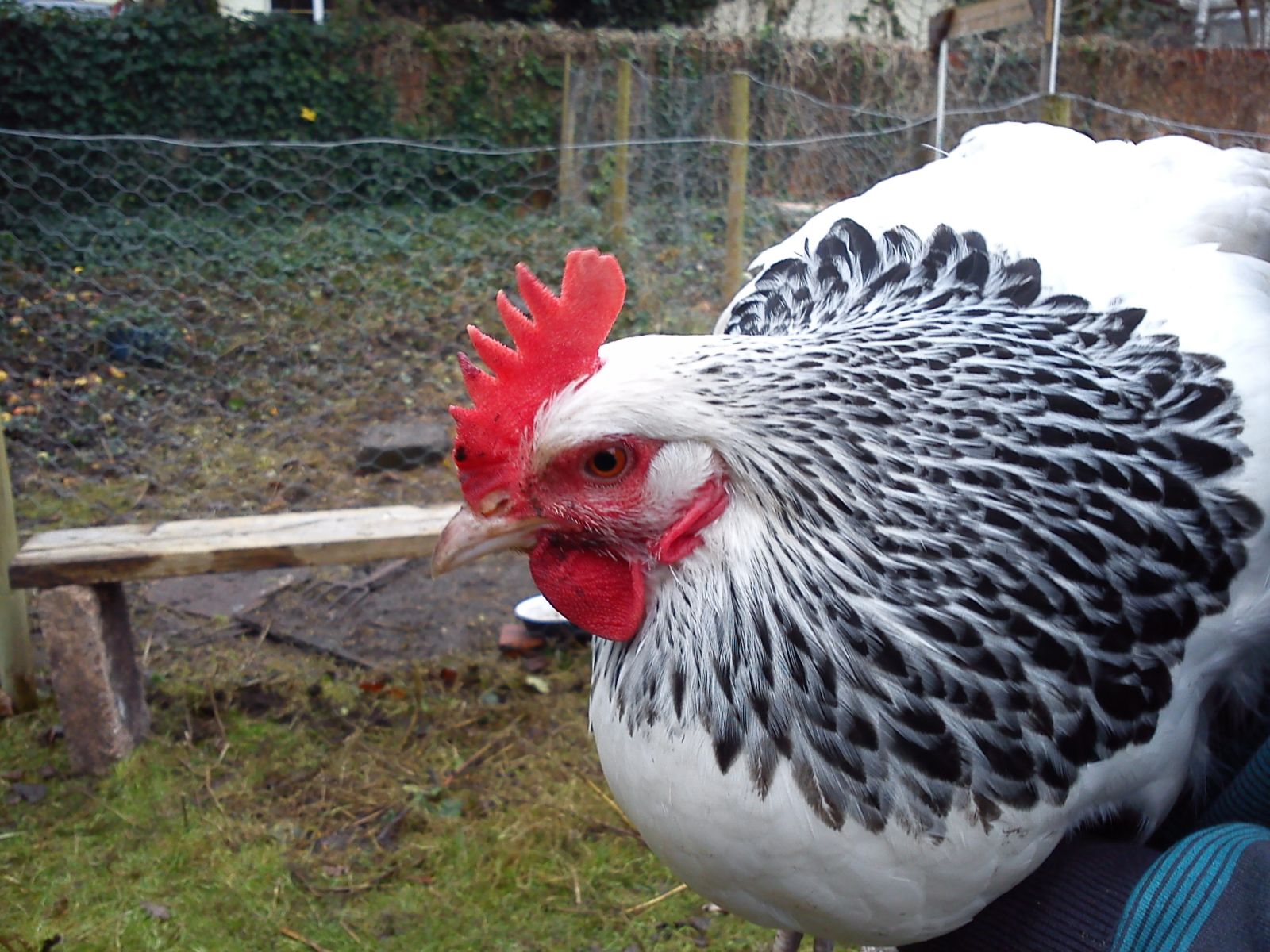 Sussex For Sale Chickens Breed Information Omlet