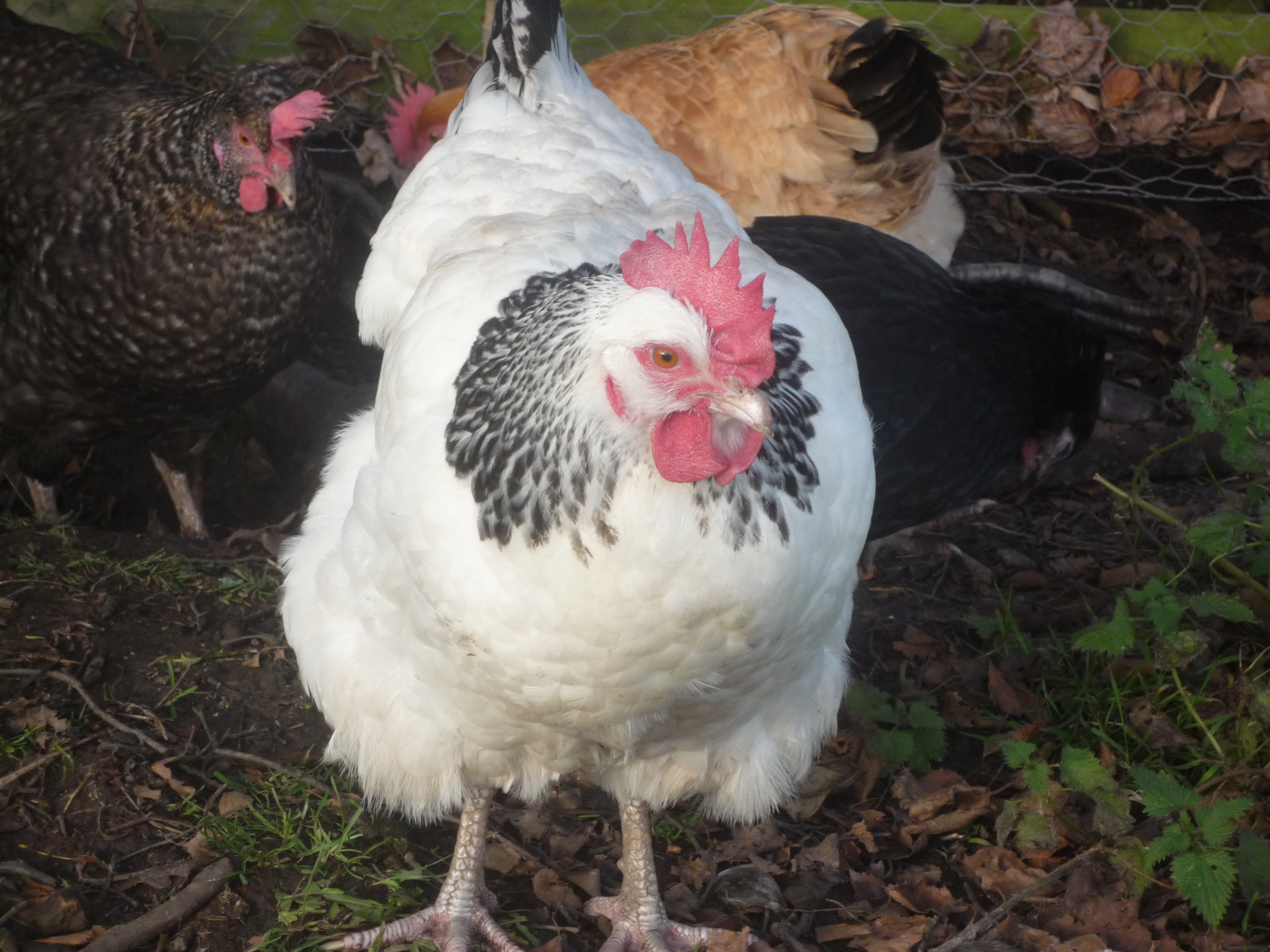 Sussex For Sale Chickens Breed Information Omlet